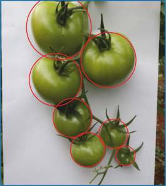 Domates, Fruit Power