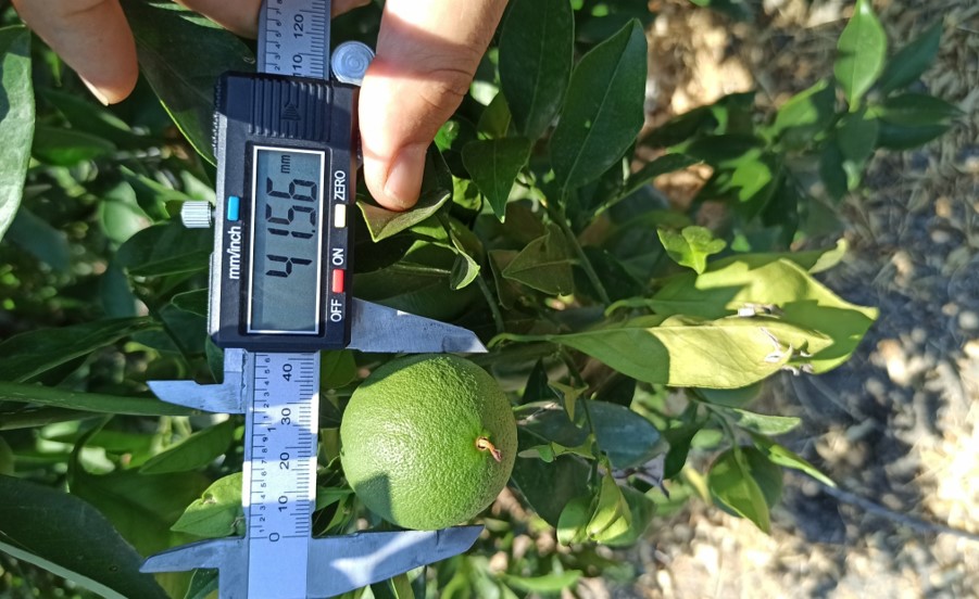 Portakal (Washington Navel), B-Forge + Stoller 10X