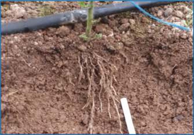 Domates, Root Power