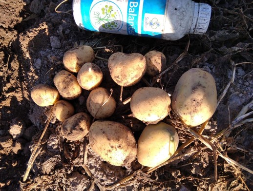 Patates, Harvest More 5-5-45 + Balancer