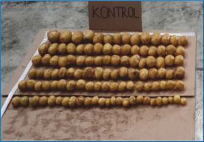 Patates, K-Now, Sugar Mover