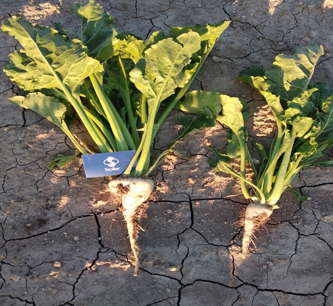 Şeker Pancarı  (KWS Ternova), Powhumus + Harvest More 10-55-10