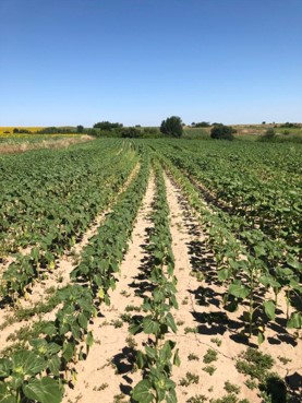 Ayçiçeği, Stoller N-HIB + Balancer + Harvest More 5+5+45