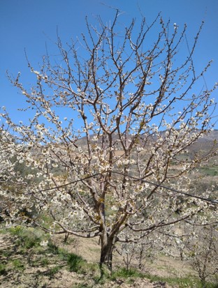 Kiraz ( Ziraat 900 çeşit) Bud Feed + Maxfoli CaN