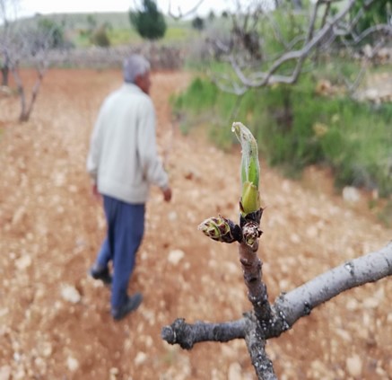 Antep Fıstığı, Balancer + Harvest More 20-20-20