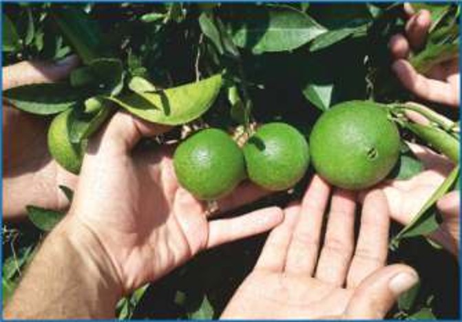 Portakal, Fruit Power