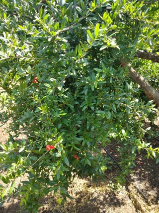 Nar (Hicaz), Bud Feed + Maxfoli CaN
