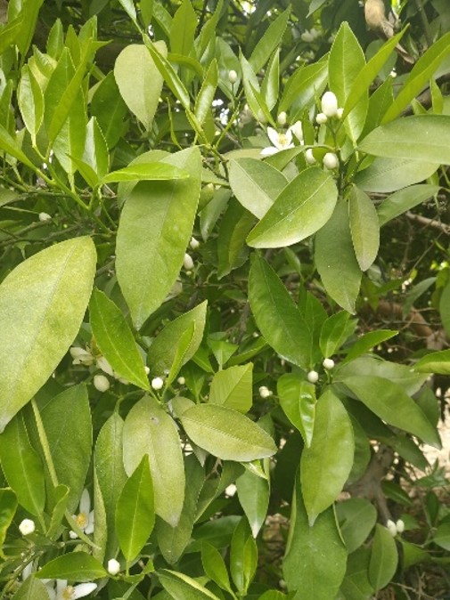 Mandalina (Nova), Stoller 10S + Flower Power
