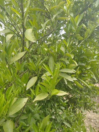 Mandalina (Miyovaze), SETT + Golden Harvest Plus GA