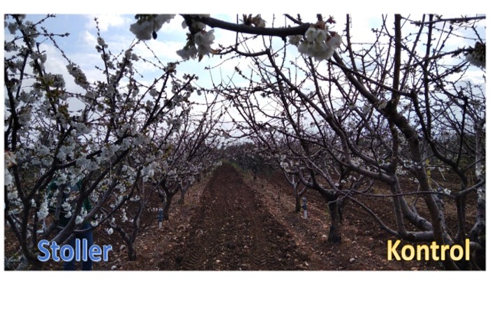 Kiraz (Early Lory) : Bud Feed + Maxfoli CaN