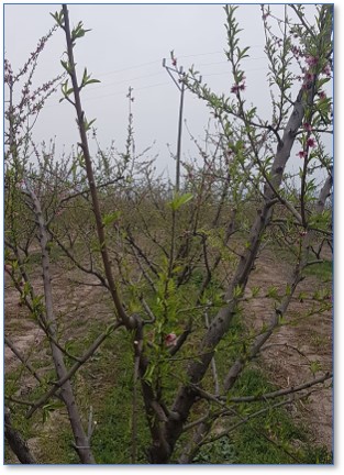 Şeftali, Bud Feed – Maxfoli CaN