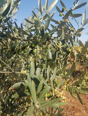 Zeytin, R-Lief